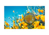 DV-LED All-in-One Window Displays